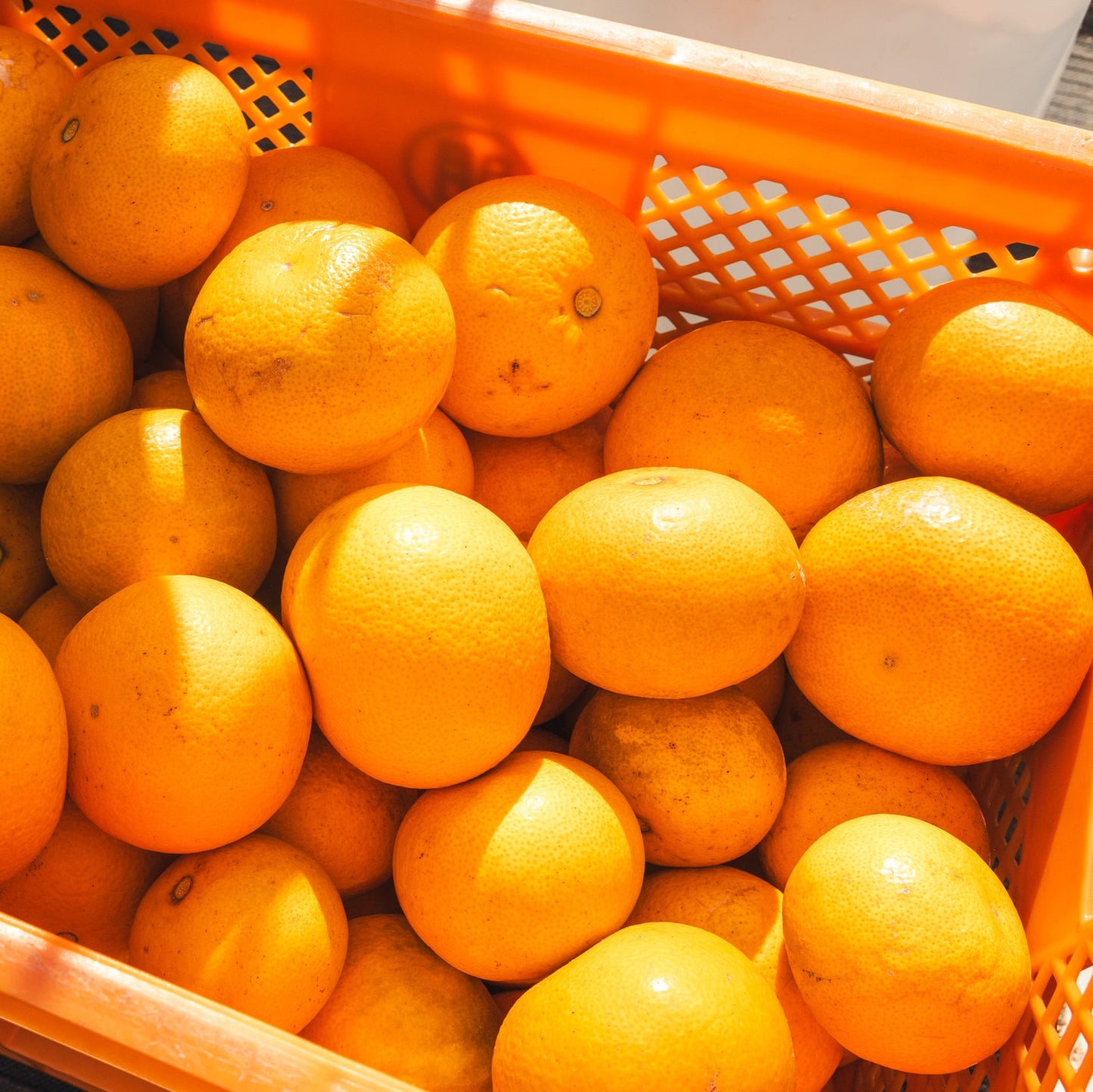 八朔:10〜14個(3.5kg)【送料込み】