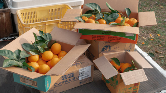 自然の魅力をとどける【この1年間どんな想いで柑橘を育てたか？】