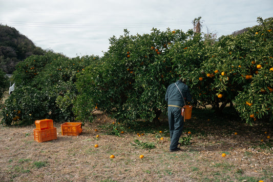 農業に対するスタンス【この1年間どんな想いで柑橘を育てたか？】