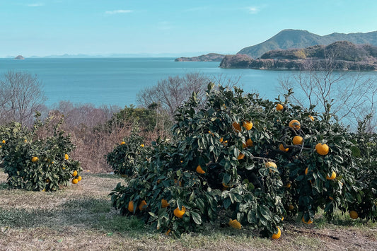 自然な土壌をつくる【この1年間どんな想いで柑橘を育てたか？】