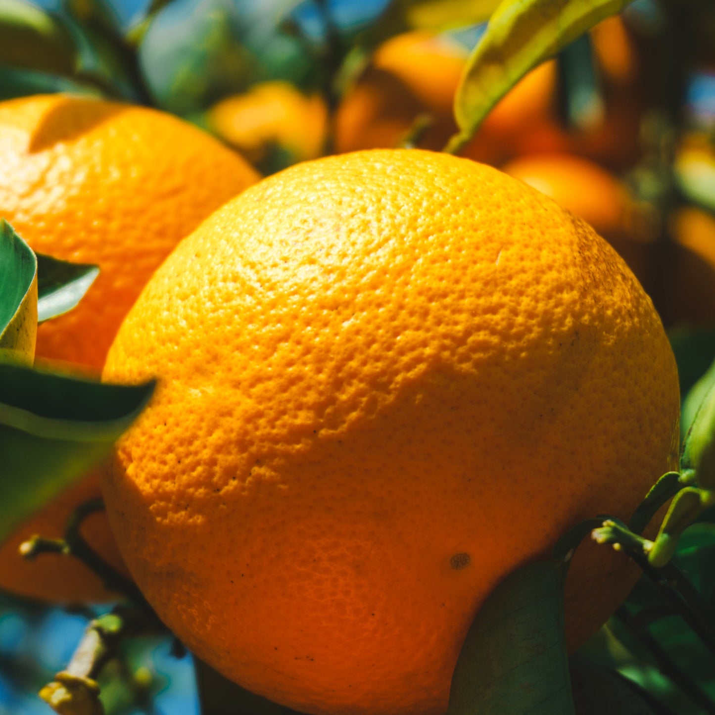 八朔・紅八朔：5kg（約20個）：送料込み