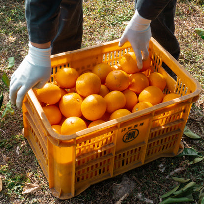 八朔：10〜14個（3.5kg）【送料込み】